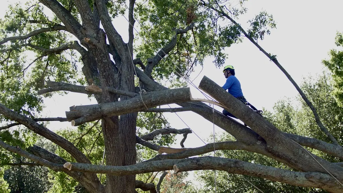 Professional Crown Thinning performed by certified arborists in Bowdon